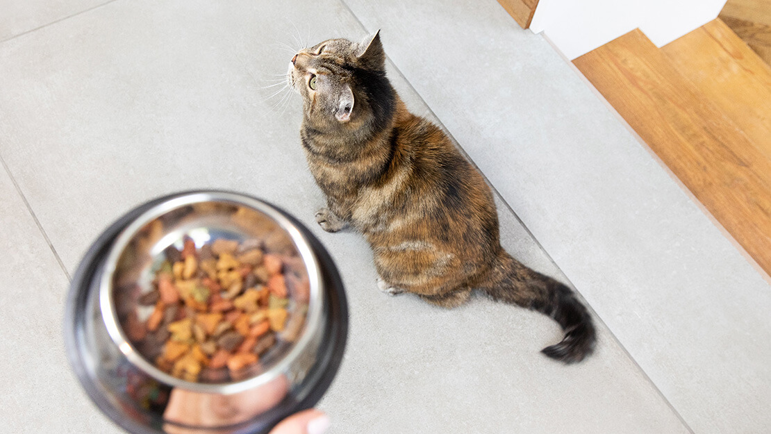 Cat food for outlet digestion